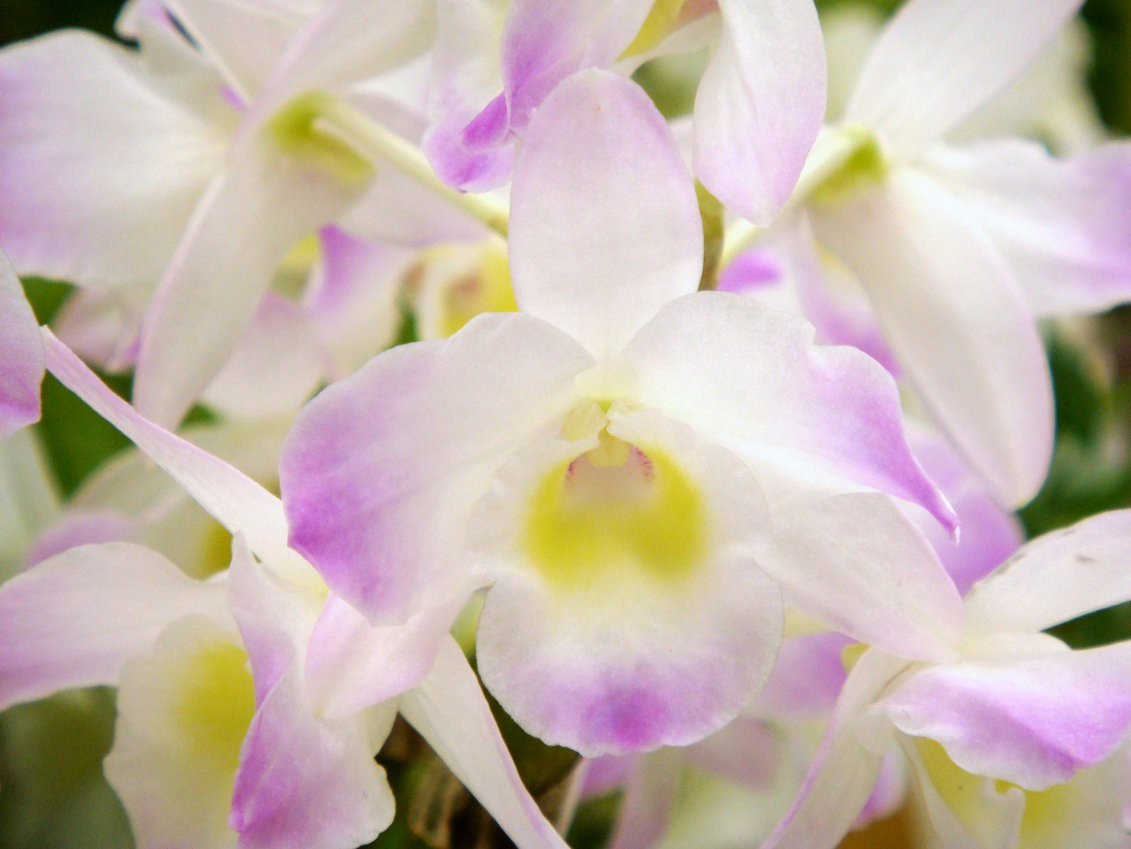 Dendrobium Spring Dream Kumiko In My Collection Orqu Deas Arranjos De Flores Flores